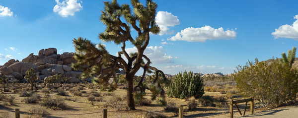 Joshua Tree National Park, California